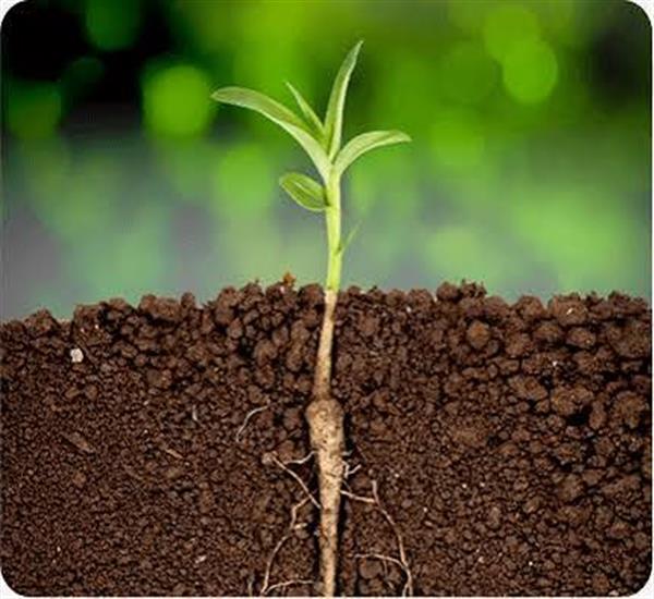 Plant Growth Regulators