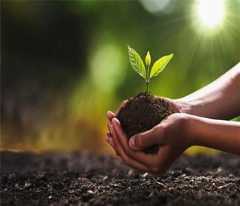 Organic Fertilizers and Manure