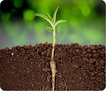 Plant Growth Regulators