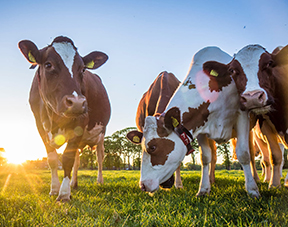 Dairy Products